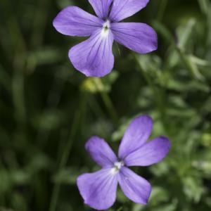 Photographie n°2237798 du taxon Viola cornuta L. [1763]