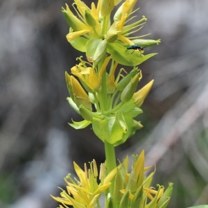 Photographie n°2237804 du taxon Gentiana lutea L.