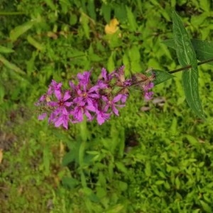 Photographie n°2237866 du taxon Lythrum salicaria L.