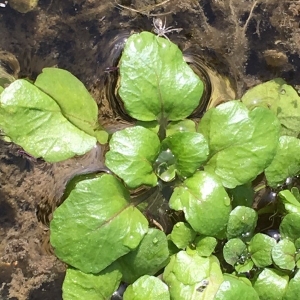 Photographie n°2237885 du taxon Nasturtium officinale R.Br. [1812]