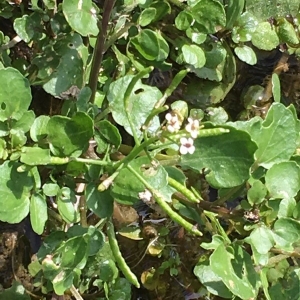 Photographie n°2237886 du taxon Nasturtium officinale R.Br. [1812]