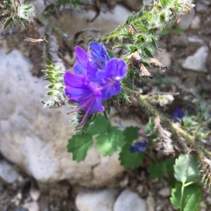 Photographie n°2237954 du taxon Echium vulgare L. [1753]