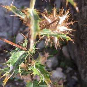 Photographie n°2237960 du taxon Carlina corymbosa L. [1753]