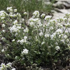 Photographie n°2237968 du taxon Murbeckiella pinnatifida (Lam.) Rothm. [1939]