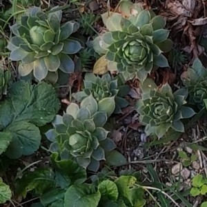 Photographie n°2237974 du taxon Sempervivum tectorum L. [1753]