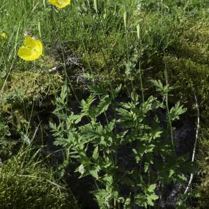 Photographie n°2237977 du taxon Papaver cambricum L.