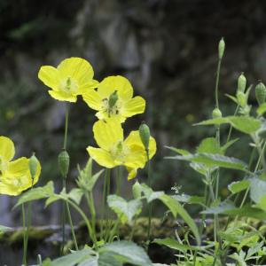 Photographie n°2237985 du taxon Papaver cambricum L.