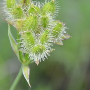 Photographie n°2237992 du taxon Orlaya grandiflora (L.) Hoffm. [1814]