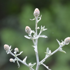 Photographie n°2237996 du taxon Centaurea cineraria L. [1753]