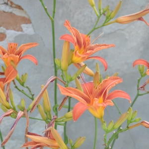 Photographie n°2238022 du taxon Hemerocallis fulva (L.) L. [1762]