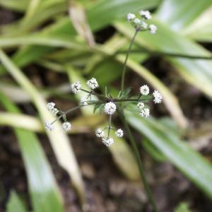 Photographie n°2238026 du taxon Sanicula europaea L.