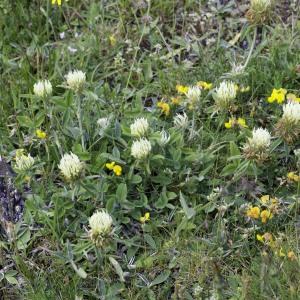 Photographie n°2238044 du taxon Trifolium ochroleucon Huds. [1762]