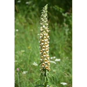 Digitalis ferruginea L.