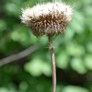 Photographie n°2238058 du taxon Cirsium heterophyllum (L.) Hill [1768]