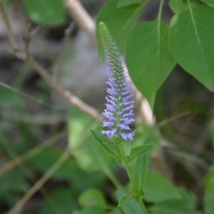 Photographie n°2238070 du taxon Veronica spicata L. [1753]