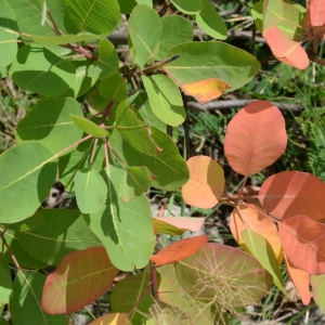 Photographie n°2238071 du taxon Cotinus coggygria Scop. [1771]