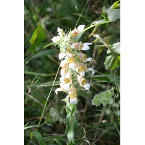 Digitalis lanata Ehrh. (Digitale laineuse)