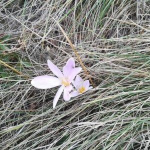 Photographie n°2238114 du taxon Colchicum autumnale L. [1753]