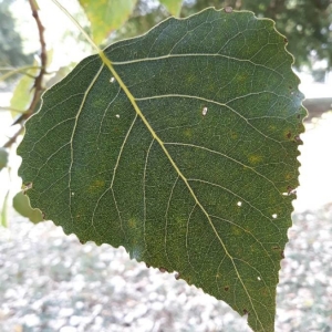 Photographie n°2238133 du taxon Populus nigra L. [1753]