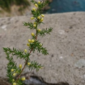 Photographie n°2238136 du taxon Asparagus acutifolius L. [1753]