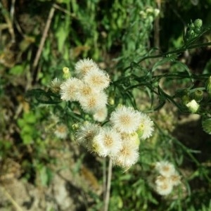 Photographie n°2238140 du taxon Erigeron sumatrensis Retz. [1810]