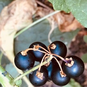 Photographie n°2238173 du taxon Solanum nigrum L. [1753]