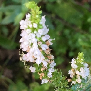 Photographie n°2238188 du taxon Mentha suaveolens Ehrh. [1792]