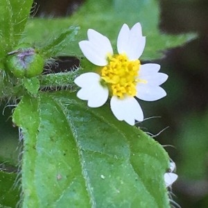 Photographie n°2238191 du taxon Galinsoga quadriradiata Ruiz & Pav. [1798]