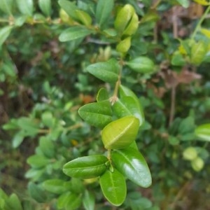 Photographie n°2238196 du taxon Buxus sempervirens L.