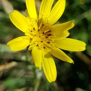 Photographie n°2238213 du taxon Tragopogon pratensis L. [1753]