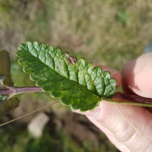 Photographie n°2238218 du taxon Betonica officinalis L.