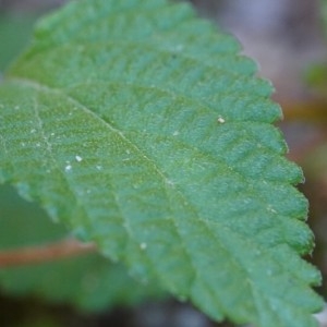 Photographie n°2238226 du taxon Lantana camara L. [1753]