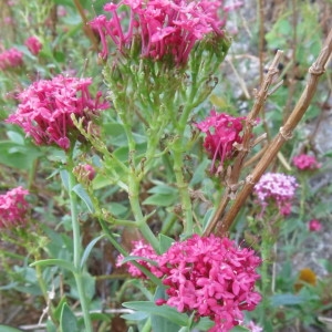 Photographie n°2238237 du taxon Centranthus ruber (L.) DC. [1805]