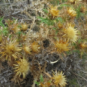 Photographie n°2238240 du taxon Carlina corymbosa L. [1753]