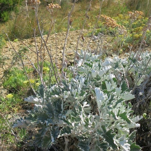 Photographie n°2238246 du taxon Jacobaea maritima (L.) Pelser & Meijden [2005]