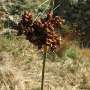 Photographie n°2238250 du taxon Juncus acutus L. [1753]