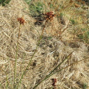 Photographie n°2238251 du taxon Juncus acutus L. [1753]