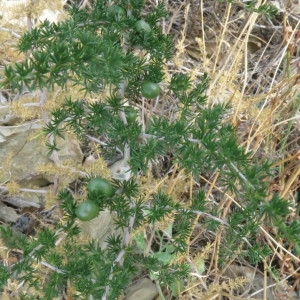 Photographie n°2238269 du taxon Asparagus acutifolius L. [1753]