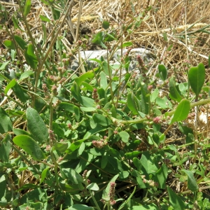 Photographie n°2238275 du taxon Oxybasis chenopodioides (L.) S.Fuentes, Uotila & Borsch [2012]