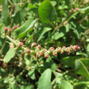 Photographie n°2238276 du taxon Oxybasis chenopodioides (L.) S.Fuentes, Uotila & Borsch [2012]