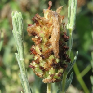 Photographie n°2238282 du taxon Lavandula stoechas L. [1753]