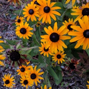 Photographie n°2238290 du taxon Rudbeckia hirta L. [1753]