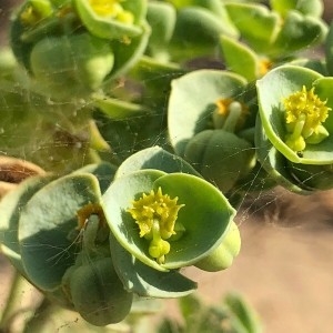 Photographie n°2238291 du taxon Euphorbia paralias L. [1753]