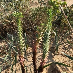 Photographie n°2238292 du taxon Euphorbia paralias L. [1753]