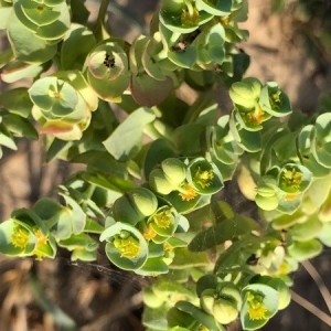 Photographie n°2238293 du taxon Euphorbia paralias L. [1753]