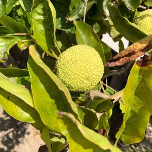 Photographie n°2238307 du taxon Maclura pomifera (Raf.) C.K.Schneid. [1906]