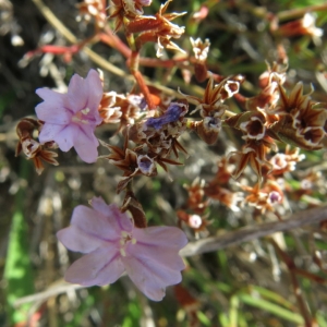 Photographie n°2238325 du taxon Limoniastrum monopetalum (L.) Boiss. [1848]