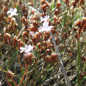 Photographie n°2238326 du taxon Limoniastrum monopetalum (L.) Boiss. [1848]