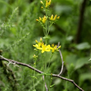 Photographie n°2238359 du taxon Hypericum pulchrum L. [1753]