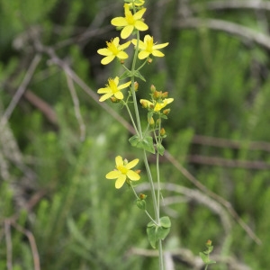 Photographie n°2238364 du taxon Hypericum pulchrum L. [1753]